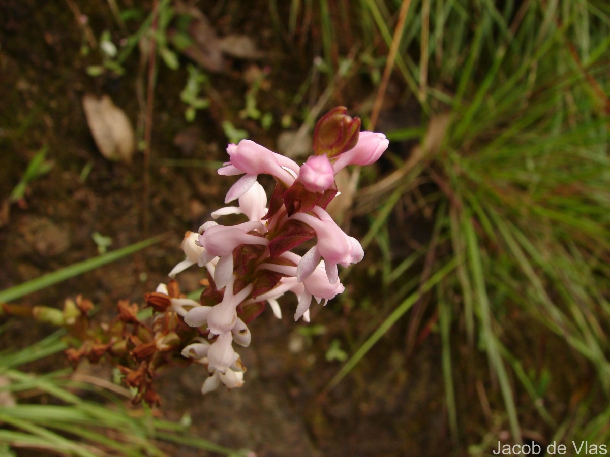 Satyrium nepalense D.Don